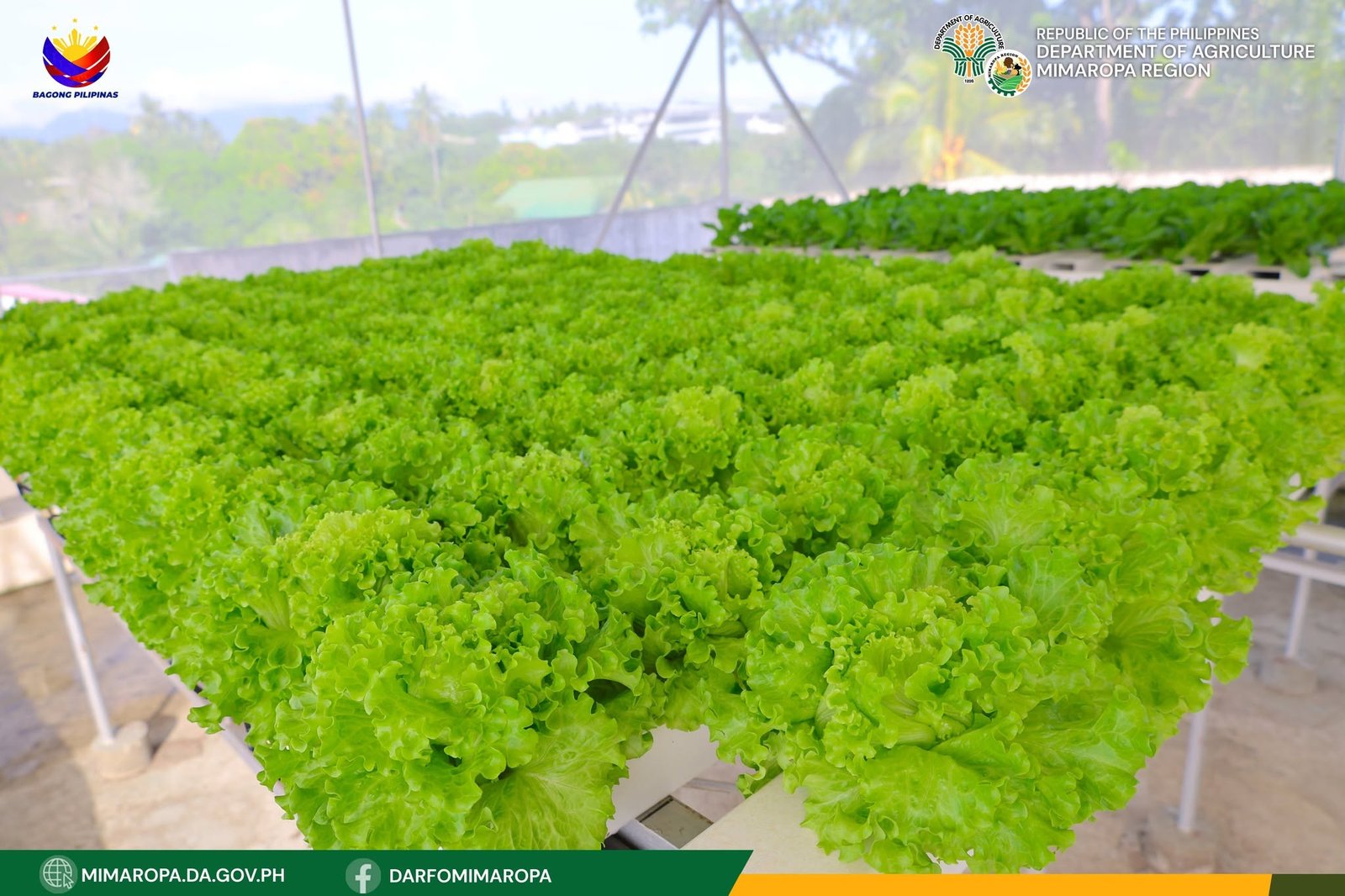 Hydroponic Farm